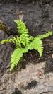 Fern%20at%20Gooseberry%20Falls.jpg